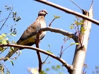 Collared dove